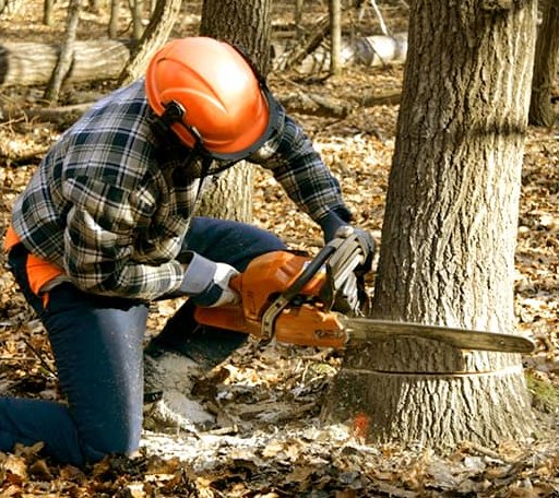 Tree Removal in Hughes Springs, TX